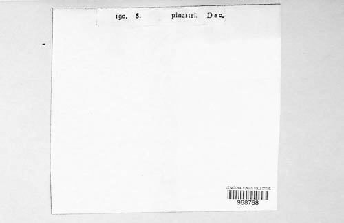 Sphaeria pinastri image